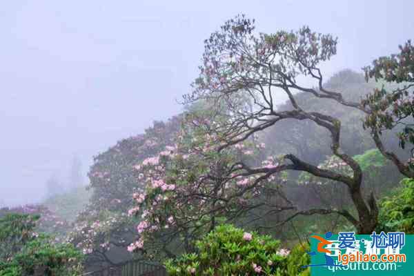 石梁景区、华顶景区2月23日起暂停对外开放？