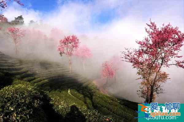 2022无量山樱花谷最佳游玩时间 无量山樱花谷樱花什么时候开？