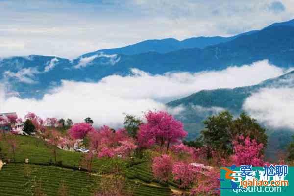 2022无量山樱花谷最佳游玩时间 无量山樱花谷樱花什么时候开？