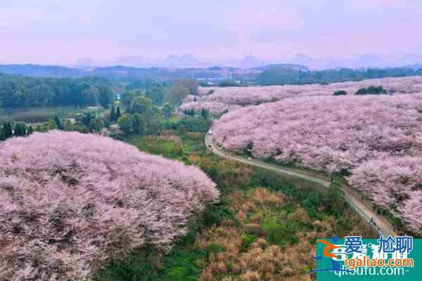 贵州平坝樱花什么时候最佳赏花期2022？