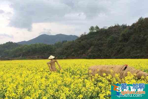 2022杭州油菜花什么时候开花？