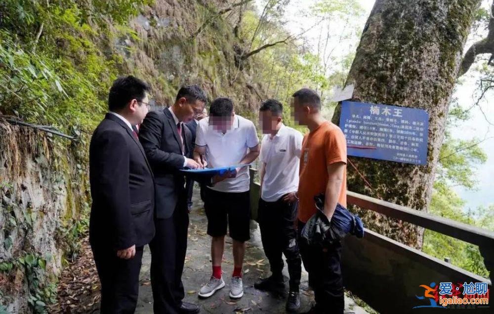 法院发古树救治令 涉案人需缴29万救治费？