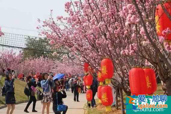 广州三月去哪赏花 2022广州樱花节时间地点以及门票价格？