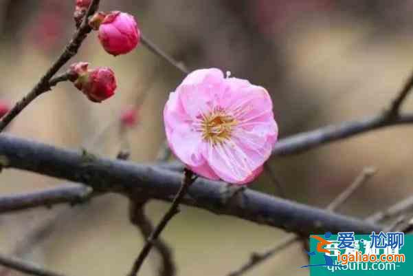 长沙免费赏梅的地方推荐？