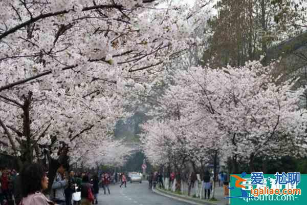 南京鸡鸣寺的樱花今年的花期是什么时候2022？