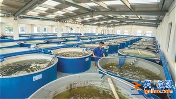 渤海水产2022年净利润同比增长近三成 南美白对虾产量增加？