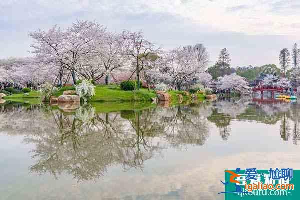 2022武汉东湖樱花园开放时间 武汉东湖樱花节时间及门票？