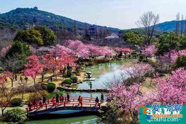 国内赏樱花的最好地方？