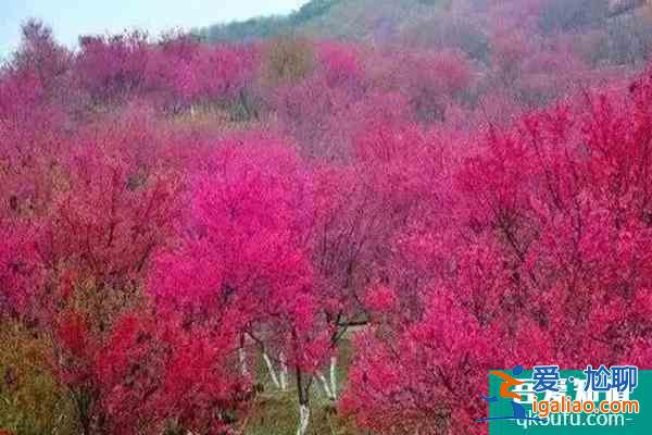 福建樱花景区有哪些 福建哪里樱花好看？