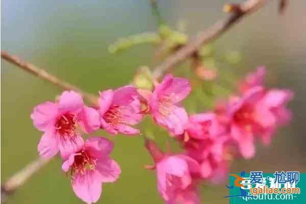 福建樱花景区有哪些 福建哪里樱花好看？