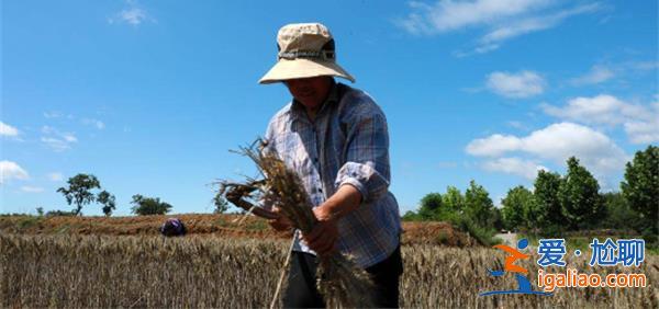 河南麦收季遇10年最严重“烂场雨” 农民朋友惨遭损失？