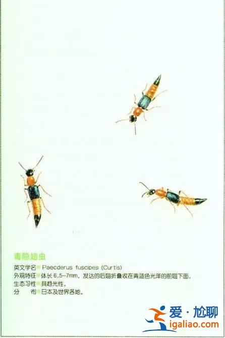 “我的脸被隐翅虫毁容了！”每年夏天都会有它的热搜 体液堪比盐酸！？