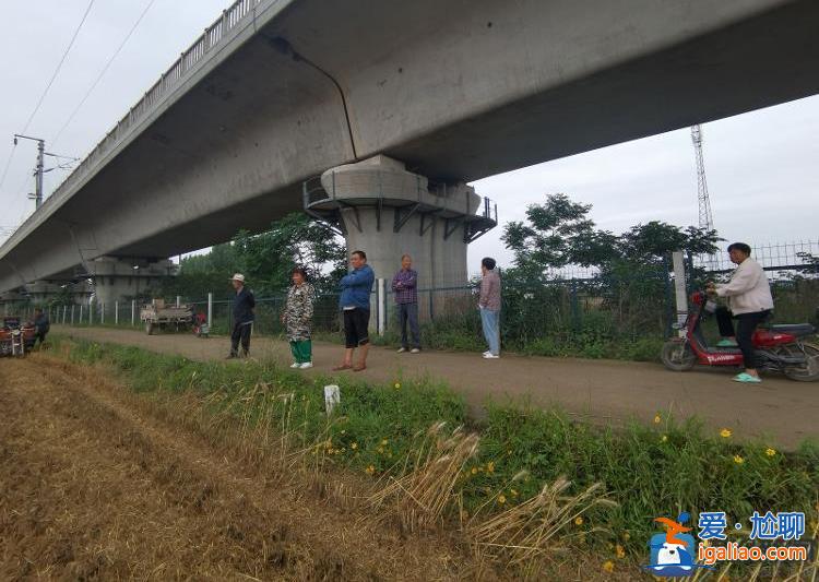 南阳麦收基本结束 农民无奈接受芽麦？