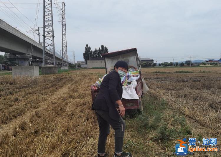 南阳麦收基本结束 农民无奈接受芽麦？