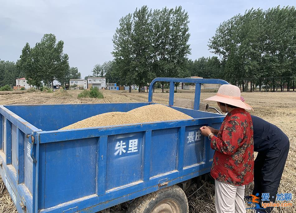 麦田过水后 种粮户们在抢救生计？