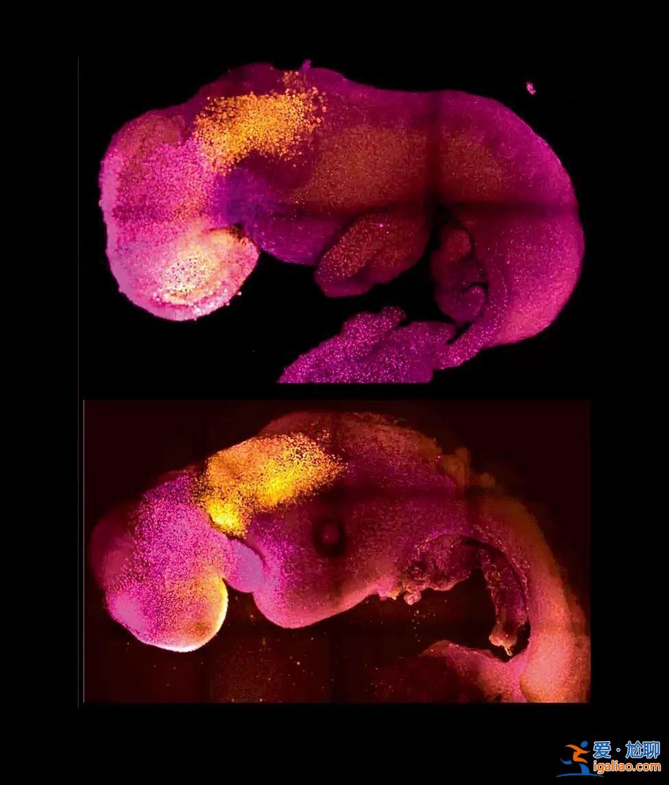 首个人类胚胎模型生成 流水线“造人”成真？？