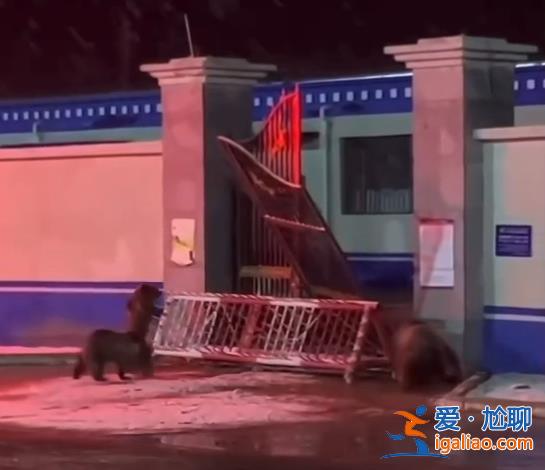 翻围墙、拆铁门……西藏一县城中心频频“熊出没”？当地回应？