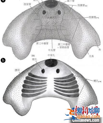 中科院团队发现约4.38亿年前古鱼新物种“眼镜蛇大庸鱼”？