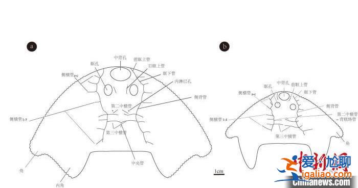 中科院团队发现约4.38亿年前古鱼新物种“眼镜蛇大庸鱼”？