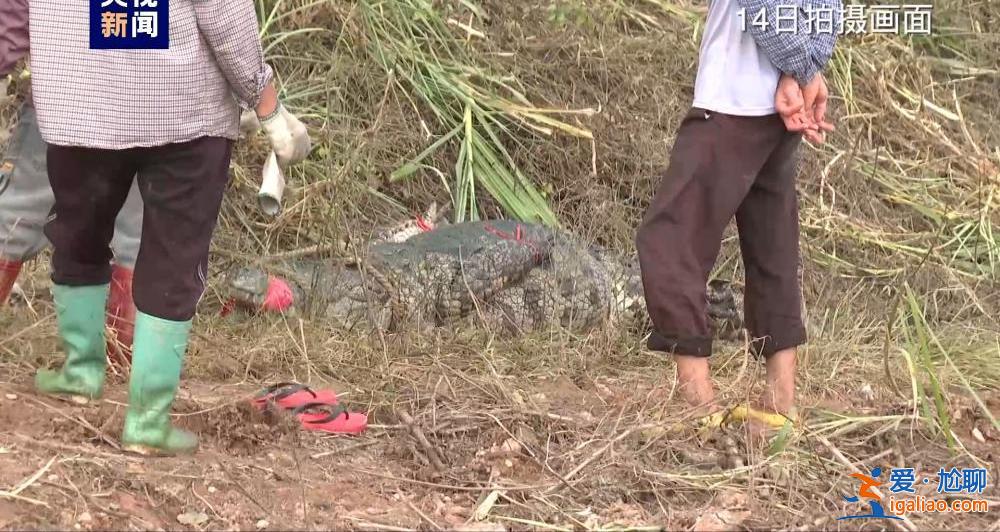 广东茂名最后“出逃”两条鳄鱼去哪了？官方回应来了！？