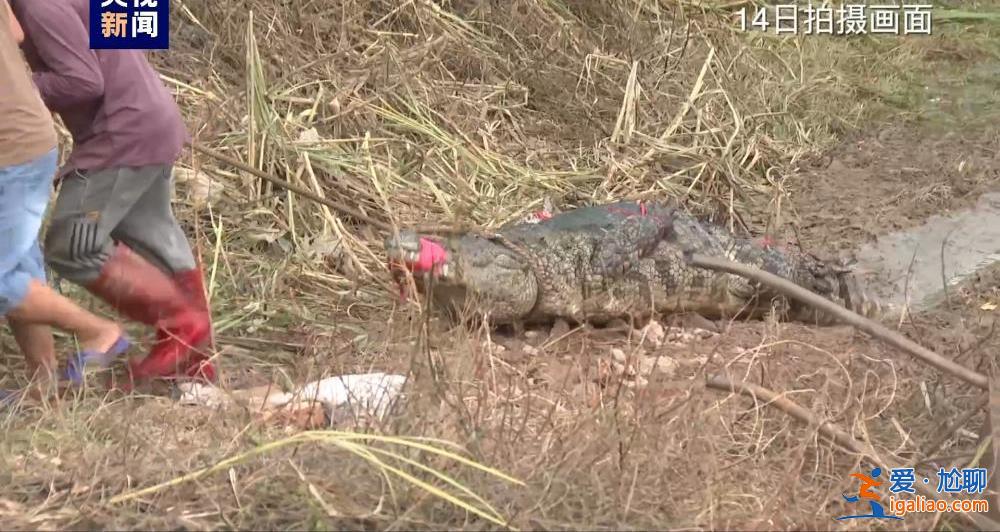 广东茂名最后“出逃”两条鳄鱼去哪了？官方回应来了！？