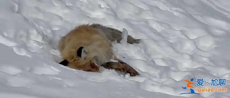 网传新疆喀纳斯网红小狐狸死在雪地里 知情人称因游客投喂 景区回应？