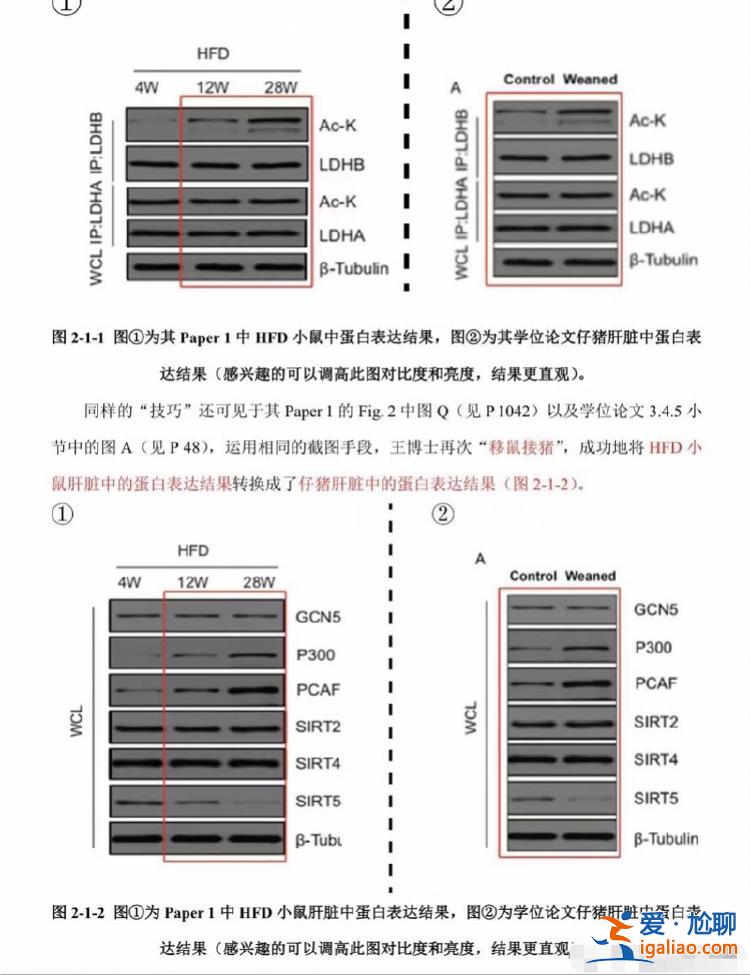 将鼠的实验结果转移给猪？