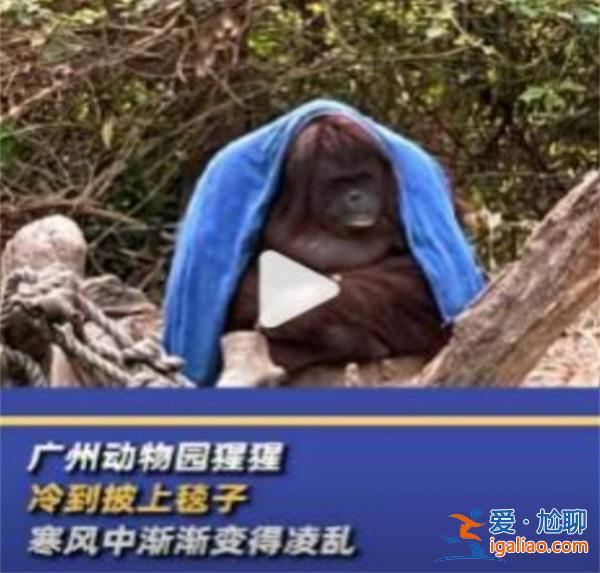 广州动物园猩猩冷到披上毯子，猩猩喜欢什么温度[猩猩]？