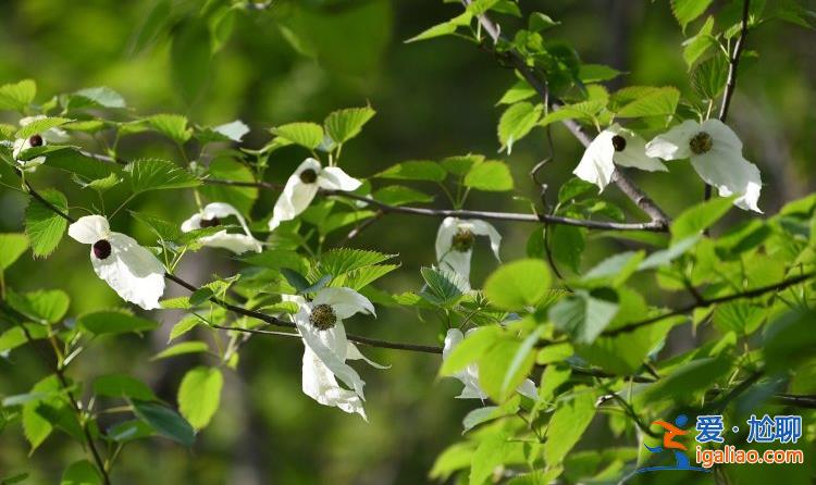 湖北襄阳38岁珙桐开花 花似白鸽满树梢？