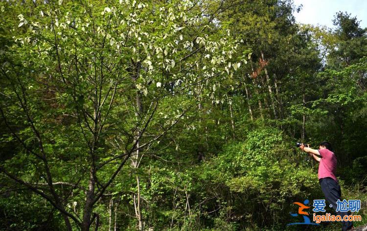 湖北襄阳38岁珙桐开花 花似白鸽满树梢？