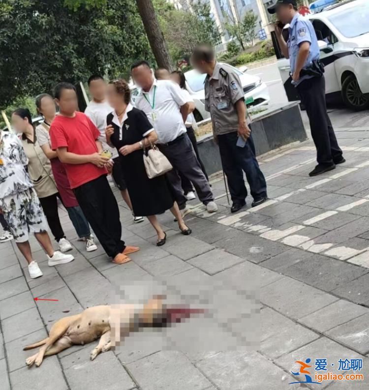 狗被打死 主人至今没找到？