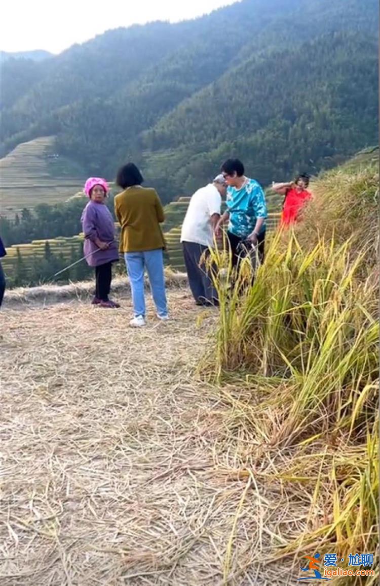 “你是吃饭还是吃草的？”广西一景区游客踩稻田遭老人怒斥 景区回应？