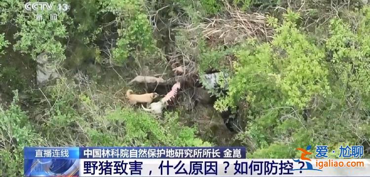 野猪“下山进城”为哪般？可以捕杀吗？？