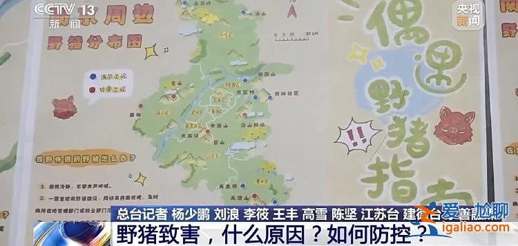 野猪“下山进城”为哪般？可以捕杀吗？？