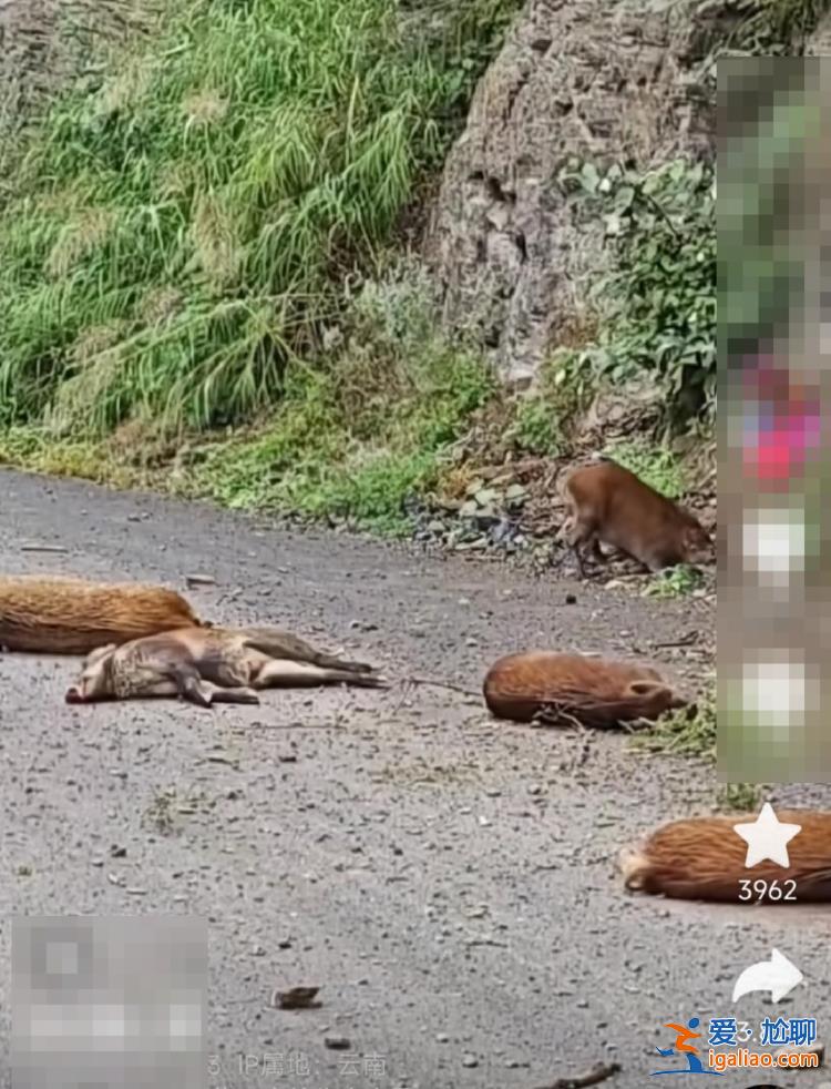 猎捕队正围猎 野猪从百米悬崖跌落？